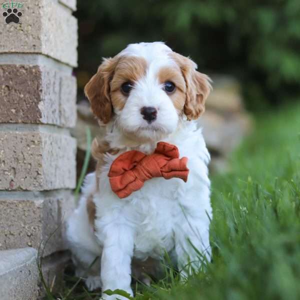 Joey, Cavapoo Puppy